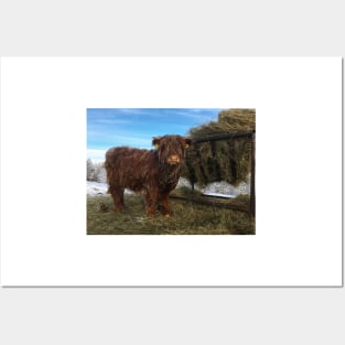 Scottish Highland Cattle Calf 1897 Posters and Art